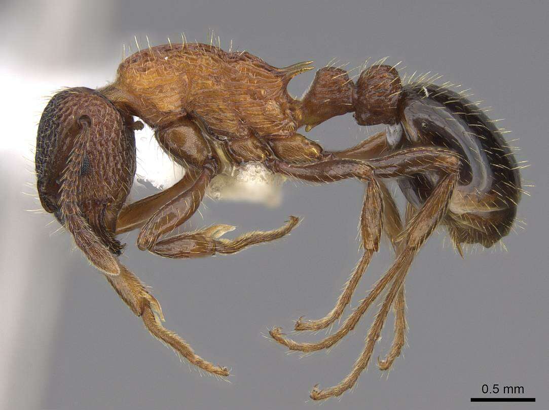 Plancia ëd Myrmica tahoensis Weber 1948