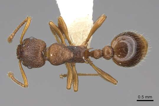 Imagem de Myrmica wheeleri Weber 1939