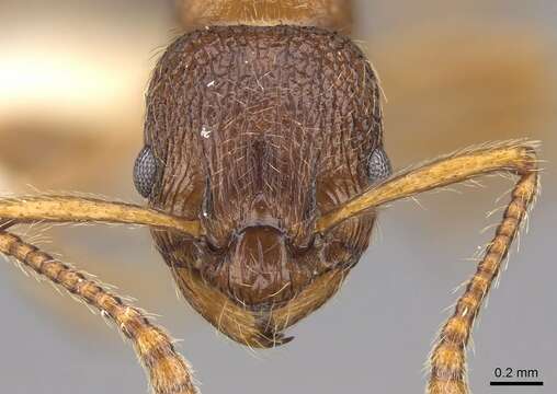 Imagem de Myrmica wheeleri Weber 1939