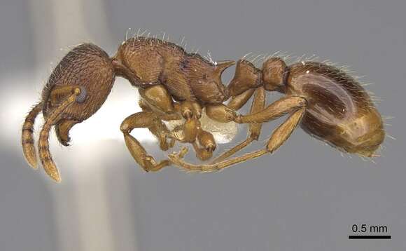 Imagem de Myrmica wheeleri Weber 1939