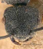 Image of Echinopla rugosa Andre 1892