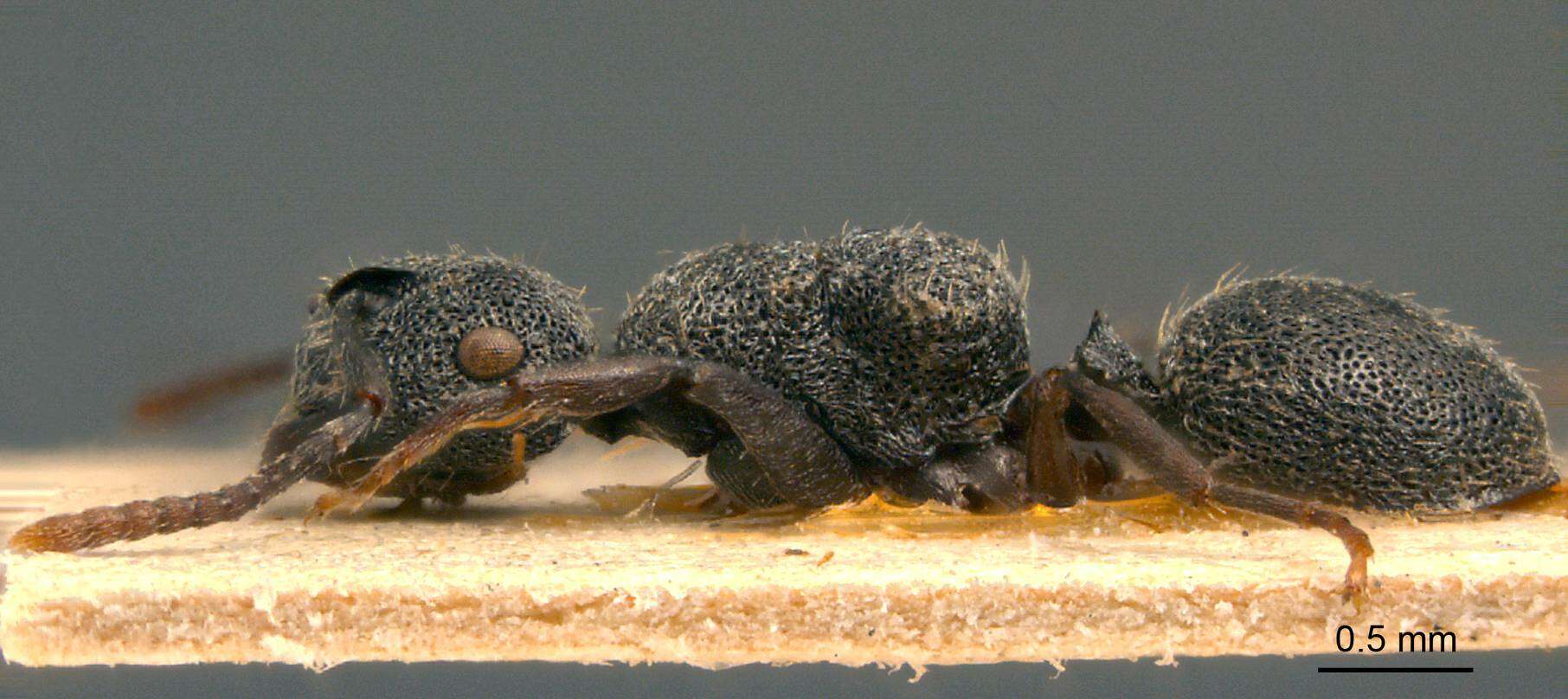 Image of Echinopla rugosa Andre 1892