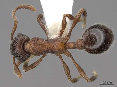 Imagem de Myrmica displicentia Bolton 1995