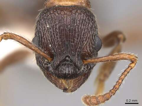 Imagem de Myrmica displicentia Bolton 1995