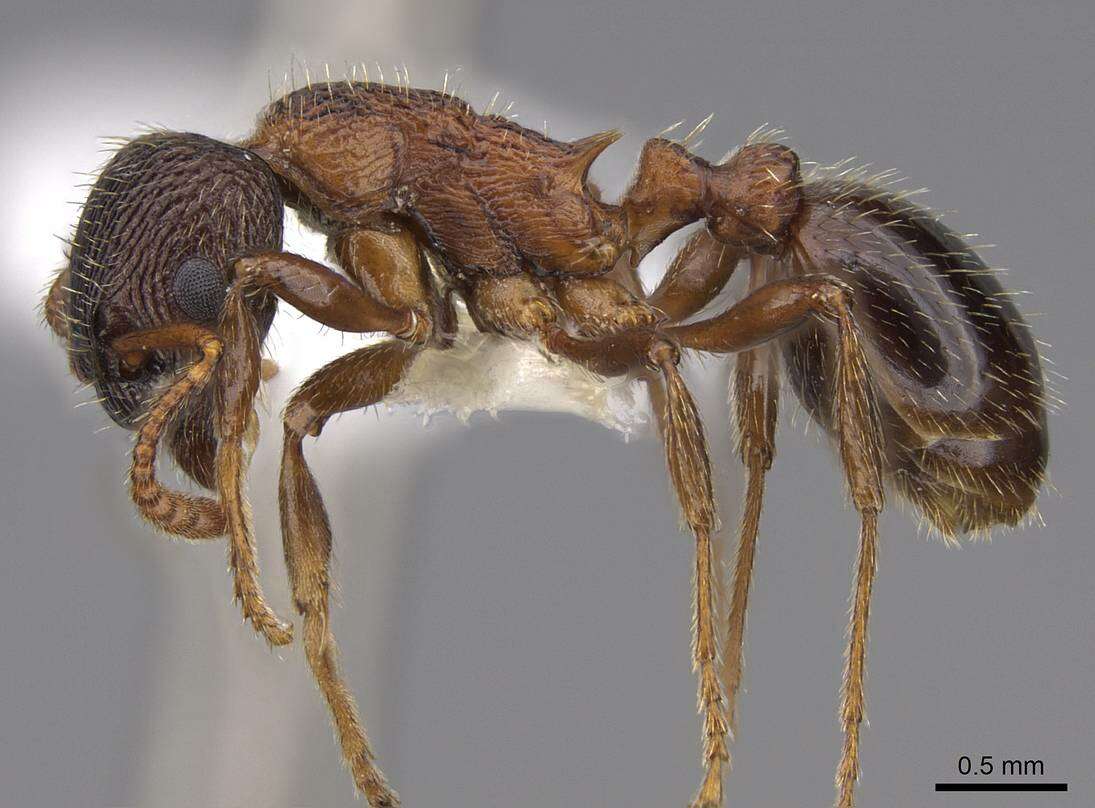 Imagem de Myrmica displicentia Bolton 1995