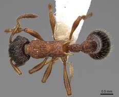 Image of Myrmica sulcinodis Nylander 1846