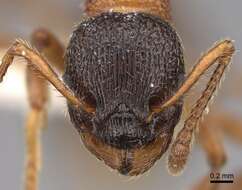 Image of Myrmica sulcinodis Nylander 1846