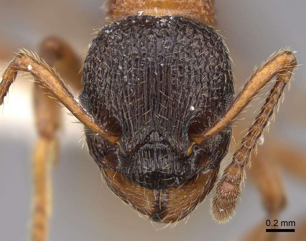 Image of Myrmica sulcinodis Nylander 1846