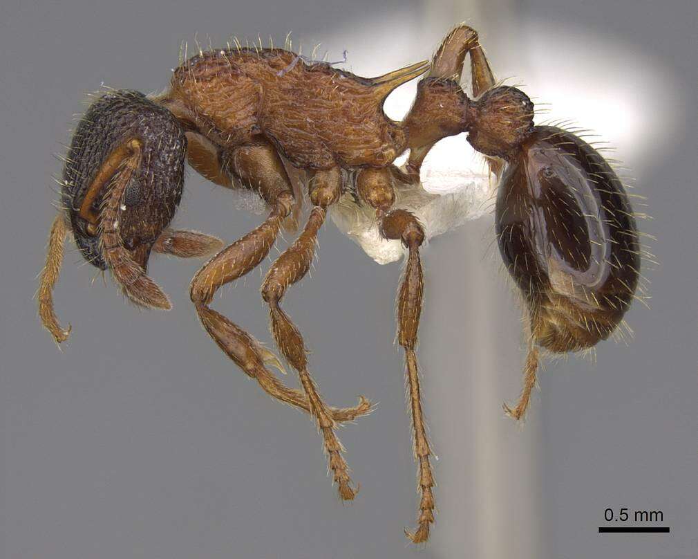 Image of Myrmica sulcinodis Nylander 1846