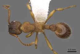 Image de Myrmica transsibirica Radchenko 1994