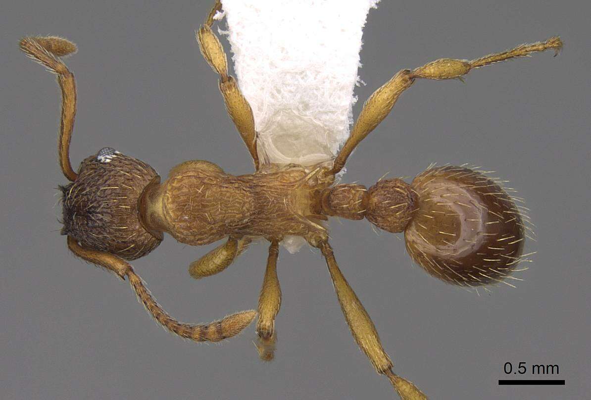 Image de Myrmica transsibirica Radchenko 1994