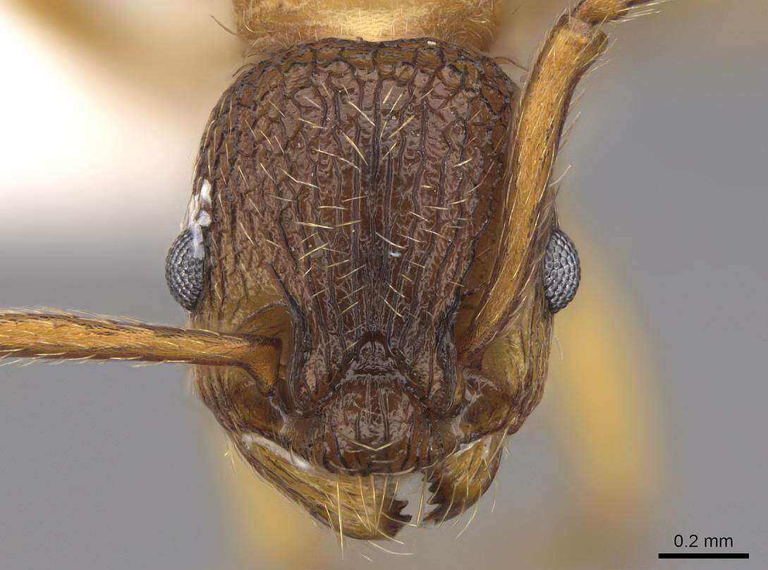 Image de Myrmica transsibirica Radchenko 1994