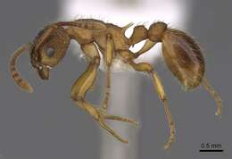 Image de Myrmica transsibirica Radchenko 1994