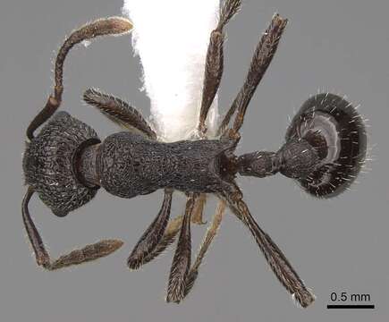 Imagem de Myrmica aimonissabaudiae Menozzi 1939