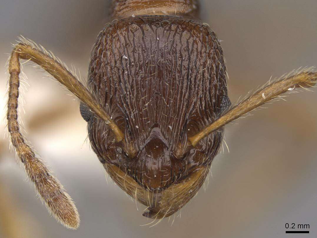 Imagem de <i>Myrmica cachmiriensis</i>