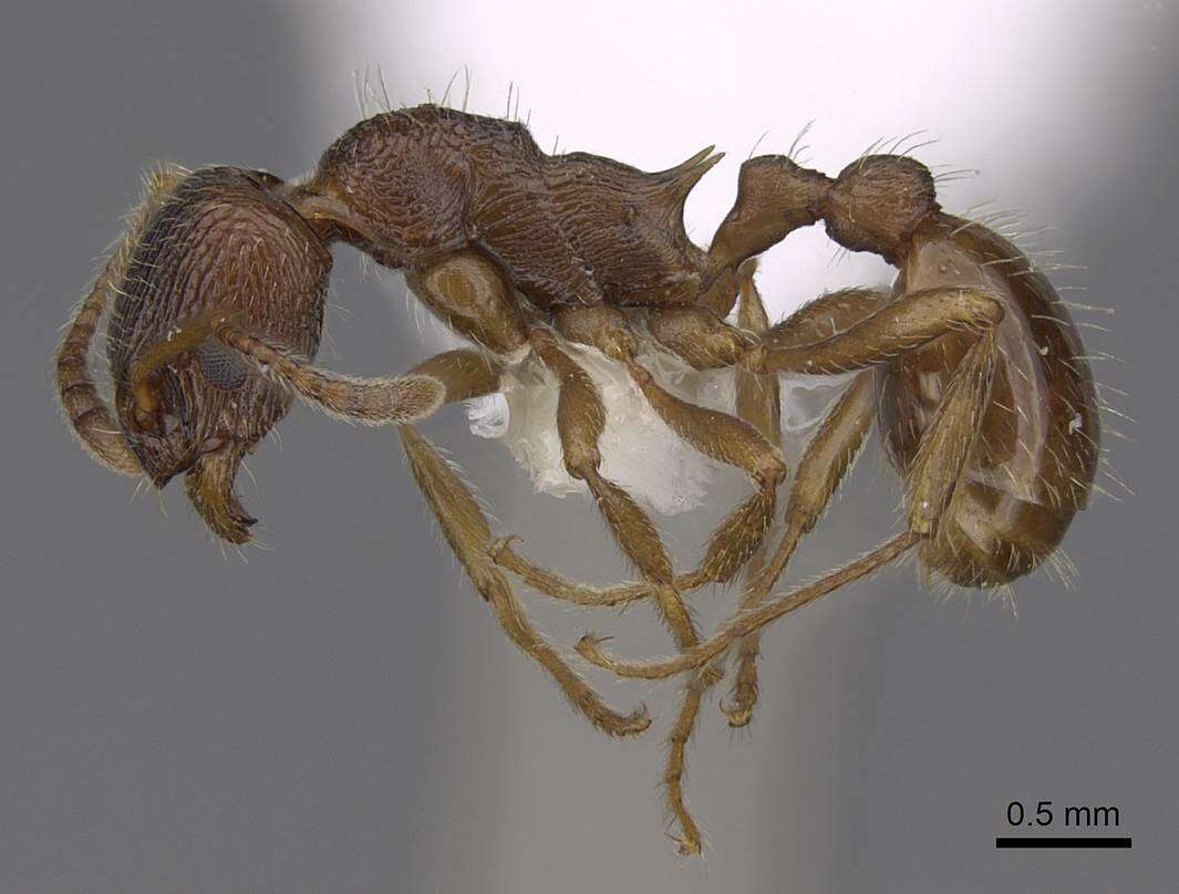 Image of <i>Myrmica cachmiriensis</i>