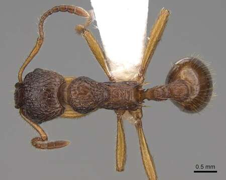 Image de Myrmica kotokui Forel 1911