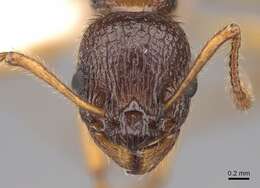 Image de Myrmica kotokui Forel 1911