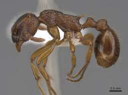 Image de Myrmica kotokui Forel 1911