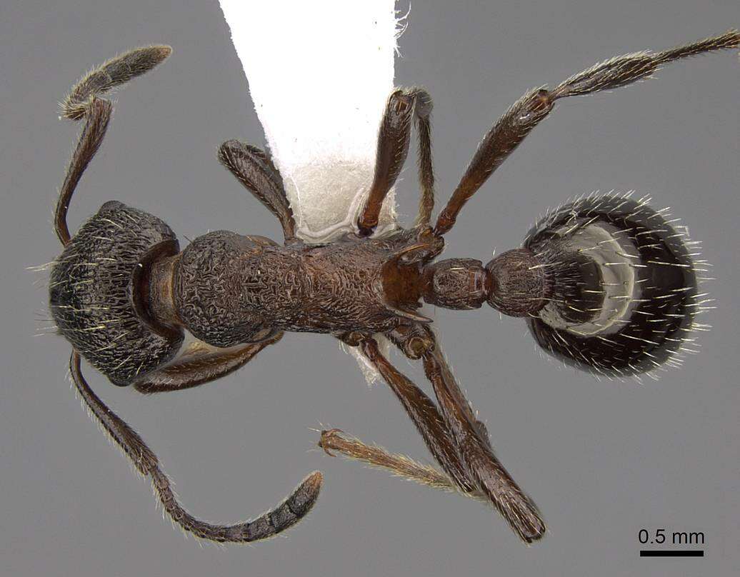 Imagem de Myrmica kurokii Forel 1907