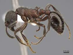 Plancia ëd Myrmica kurokii Forel 1907