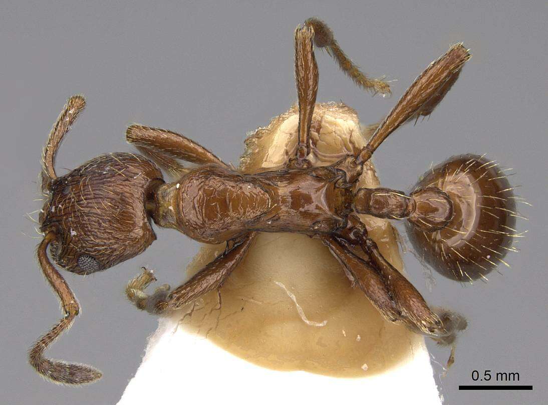 Image of Myrmica nitida