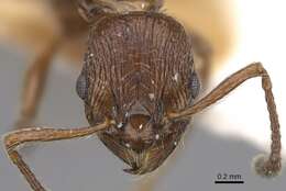 Image of Myrmica nitida