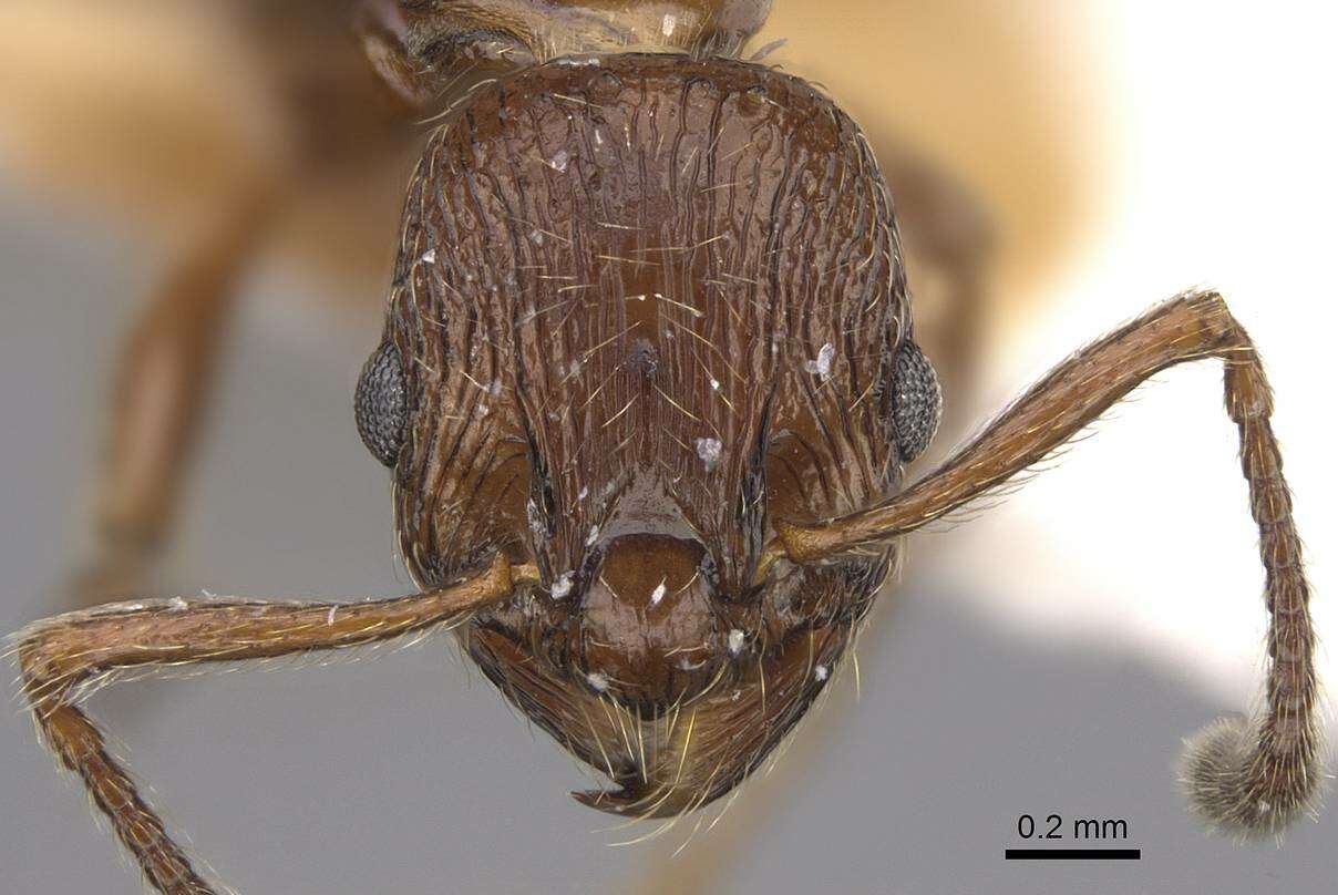 Image of Myrmica nitida