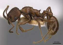 Image of Myrmica nitida