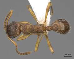 Image of Myrmica