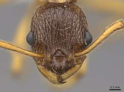 Image of Myrmica