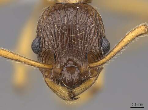 Image of Myrmica