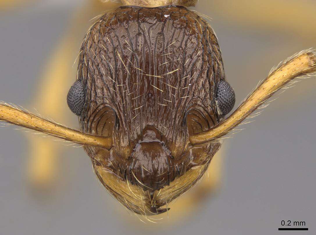 Image of Myrmica