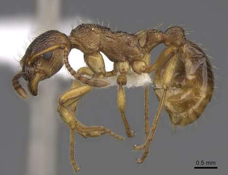 Image of Myrmica