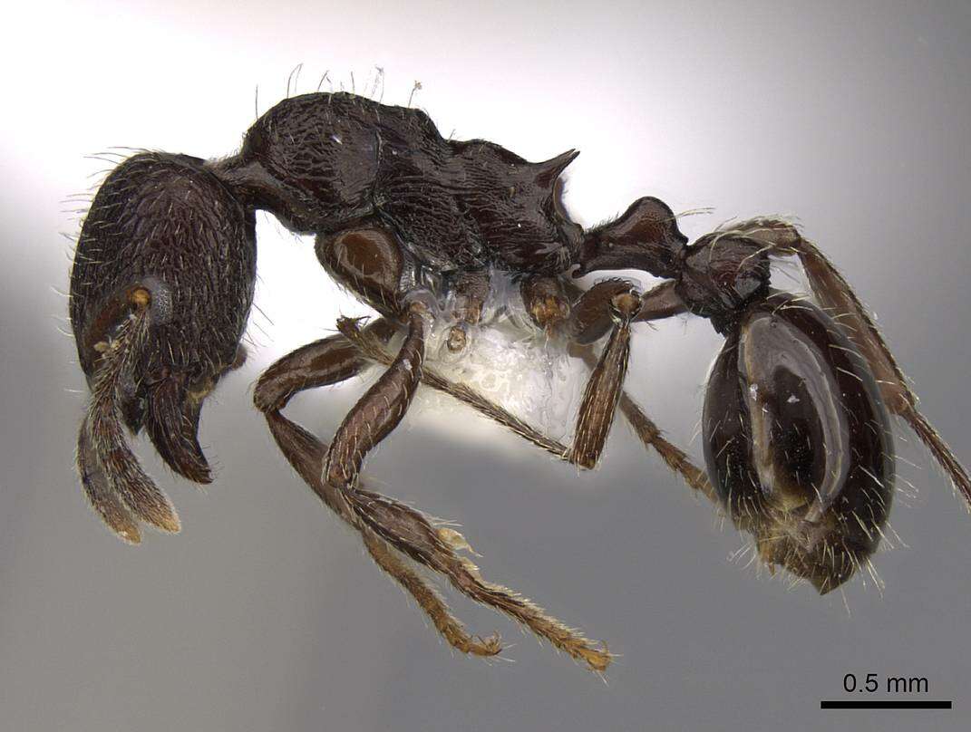 Imagem de Myrmica wardi