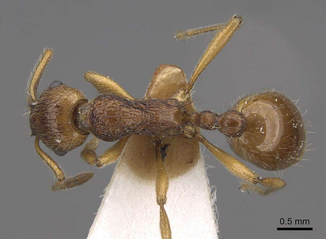 Image of <i>Myrmica fortior</i>