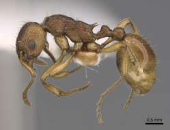 Image of <i>Myrmica fortior</i>