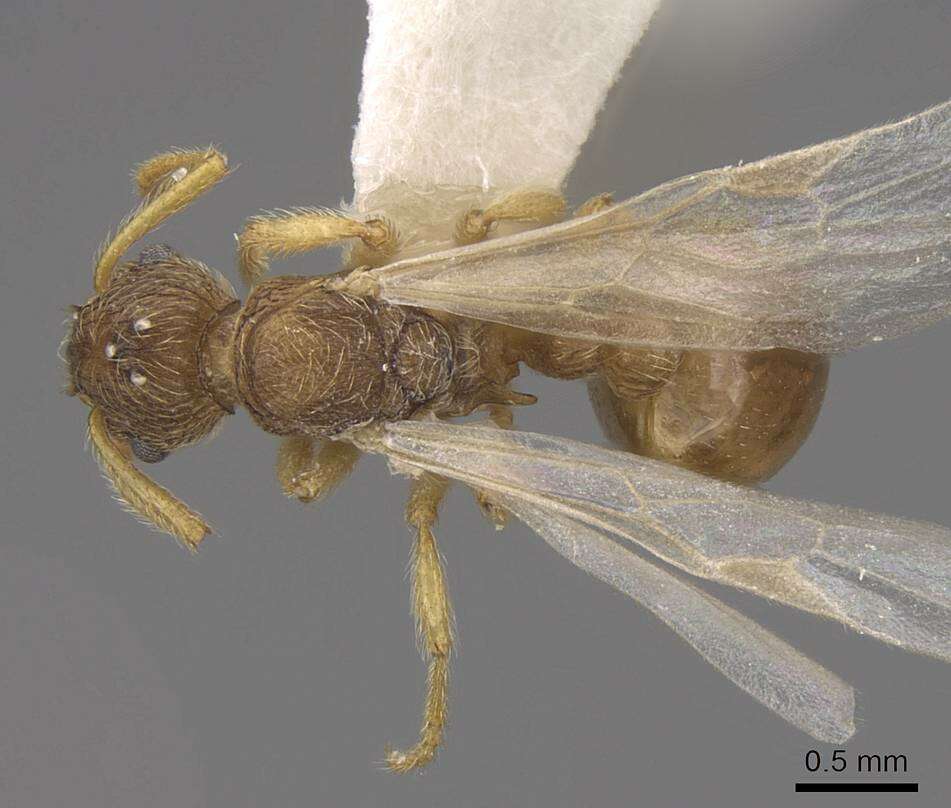 Image of Myrmica karavajevi (Arnol'di 1930)