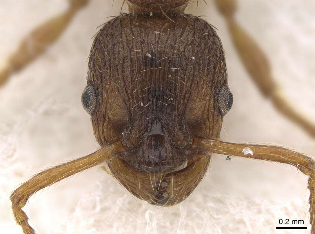 Imagem de Myrmica hellenica Finzi 1926