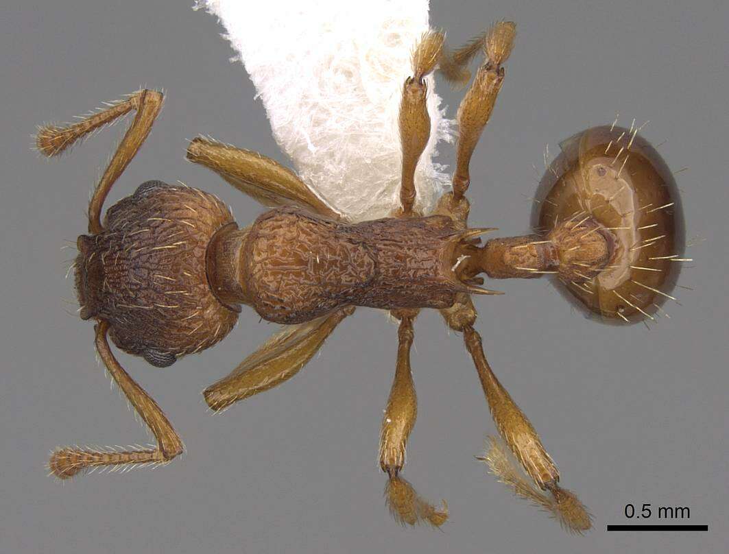 Image of Myrmica rugulosa Nylander 1849