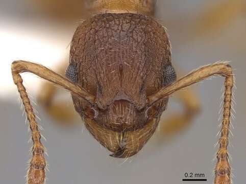 Image of Myrmica rugulosa Nylander 1849