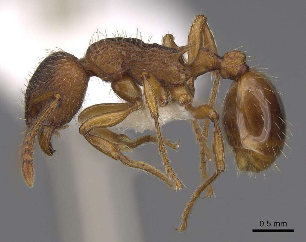 Image of Myrmica rugulosa Nylander 1849