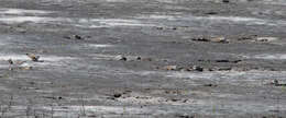 Image of Semipalmated Plover