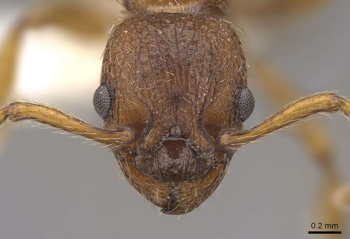 Image of Myrmica specioides