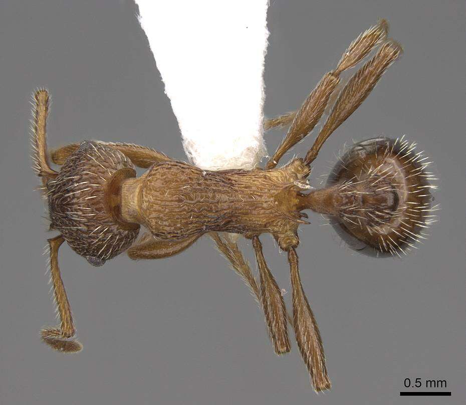 Imagem de Myrmica deplanata Emery 1921