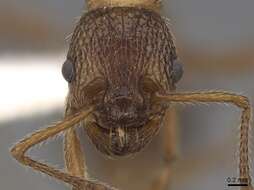 Image of Myrmica deplanata Emery 1921