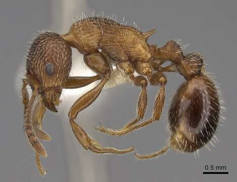 Imagem de Myrmica deplanata Emery 1921