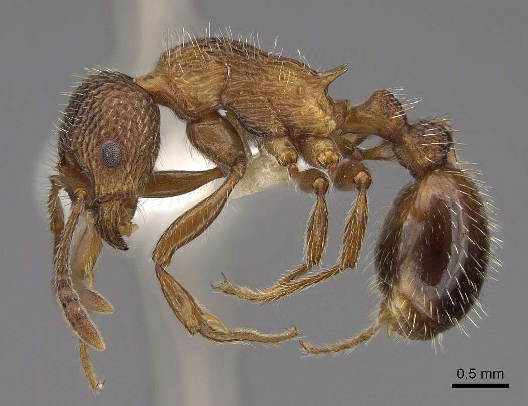 Image of Myrmica deplanata Emery 1921