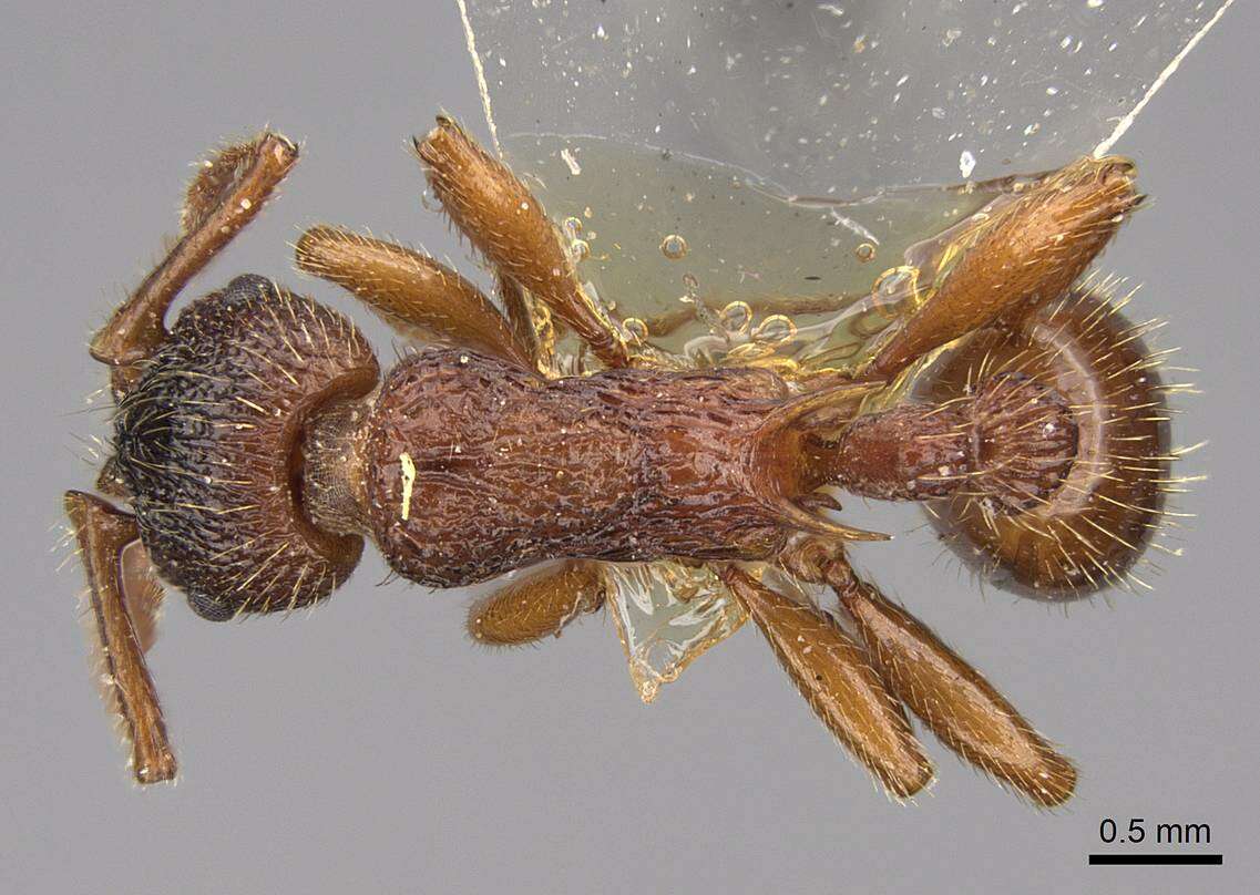 Imagem de Myrmica ravasinii Finzi 1923