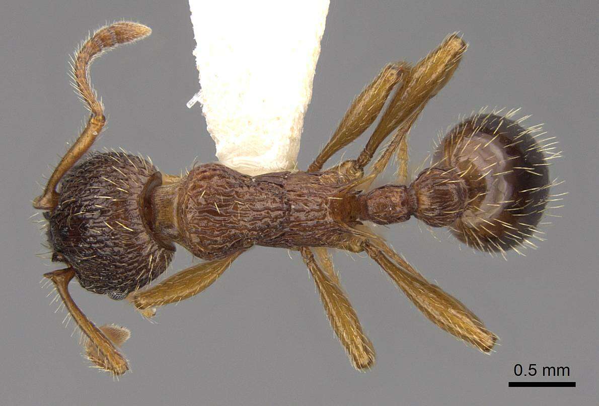 Image of Myrmica schencki Viereck 1903